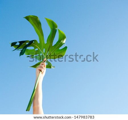 Simple view of a young woman arm and hand rising and holding a large exotic green leave up in the air against an intense blue sky. Outdoor nature space.