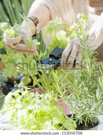 Close up detail of a mature woman\'s hands using gardening cutters to cut a selected parsly condiment plant during a sunny day in a home garden, outdoors.