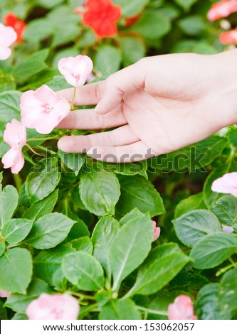 Close up view of a young woman hand reaching to pick a flower from a bush in blossom during a visit to a park during a sunny summer day, outdoors.