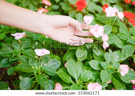 Close up view of a young woman hand reaching to pick a flower from a bush in blossom during a visit to a park during a sunny summer day, outdoors.