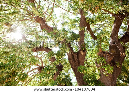 Large healthy tree in full blossom thriving and growing in the spring with the sun rays shining and filtering through the foliage and branches against a sunny blue sky. Powerful and strong nature.