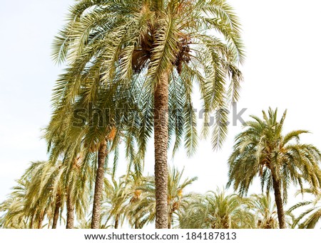 Exotic view of multiple aligned palm trees standing tall against a sunny blue sky in a hot and exotic travel tourism destination, exterior.
