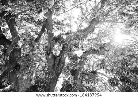 Black and white view of a large healthy tree in blossom thriving in the spring with the sun rays shining and filtering through the foliage against a sunny blue sky. Powerful and strong nature.