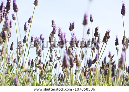 Low perspective view of a field of lavender flowers in blossom against a blue sky during a sunny day. Sensory perception perfume spring season floral detail, outdoors.