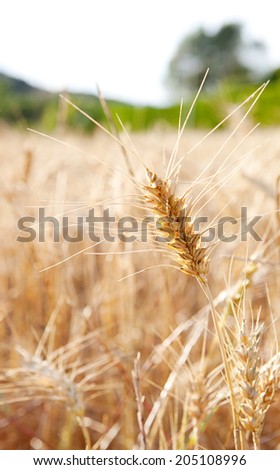Close up detail view of a field of wheat crops growing in abundance and health in the sunshine of summer. Healthy farming crop fields bathed in golden sun light, outdoors nature.