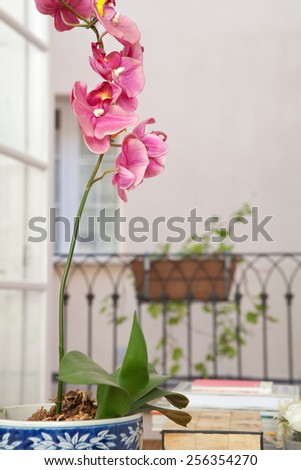 Close up of a home design interior of a living room with an exotic natural pink orchid flower against french doors and a balcony, indoors. Elegant living and lifestyle home space, interior decoration.