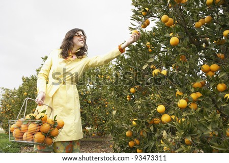 Sophisticated woman reaching for an orange from a tree while holding a supermarket shopping basket full of oranges.
