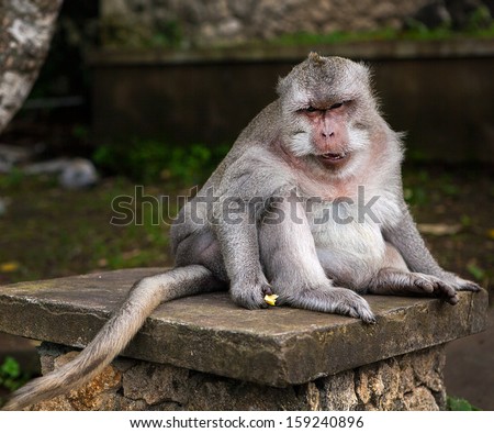 fat funny monkey