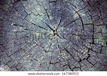 Background texture of the growth rings of the inside of a tree