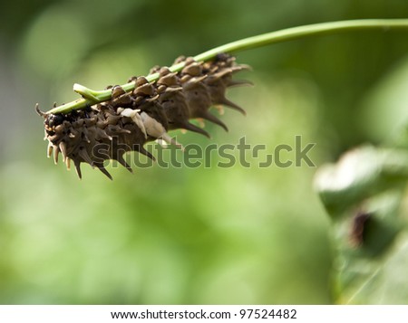 cute caterpillar