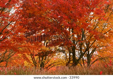 Autumn Fire Trees