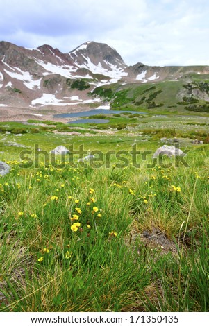wild flowers in the high altitude alpine tundra in front of the mountain in Colorado during summer