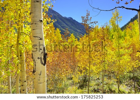 yellow, red and green aspens and colourful mountains of Colorado during foliage season