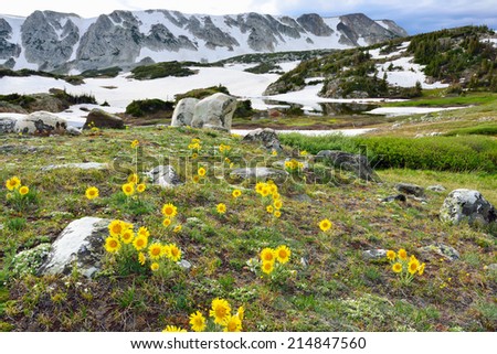 Meadow of wild flowers in Snowy Range Mountains, Medicine Bow, Wyoming in summer