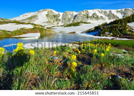 Wild flower on the alpine meadow of Snowy Range Mountains in Medicine Bow, Wyoming in summer