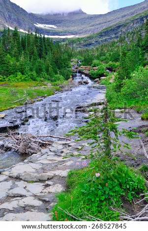 mountain stream and wild alpine flowers on a high alpine trail in glacier national park in summer