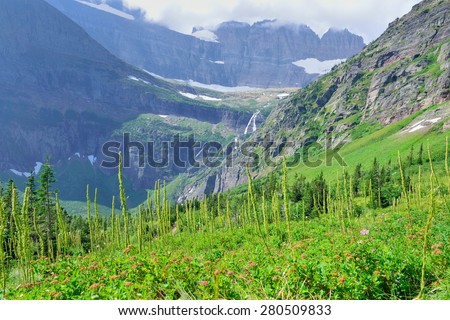 wild flowers in High alpine landscape on the Grinnell Glacier trail in Glacier national park, montana in summer