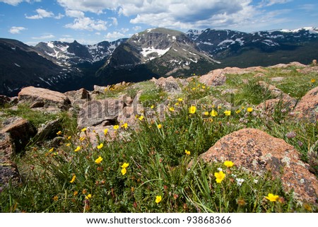 Alpine Avens