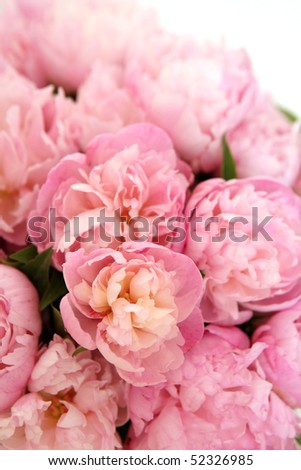 Peony Flowers on Peony Flower Stock Photo 52326985   Shutterstock