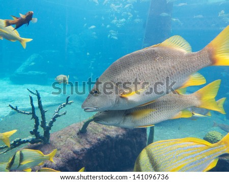 silver perch fish, yellow tail,  Bahamas