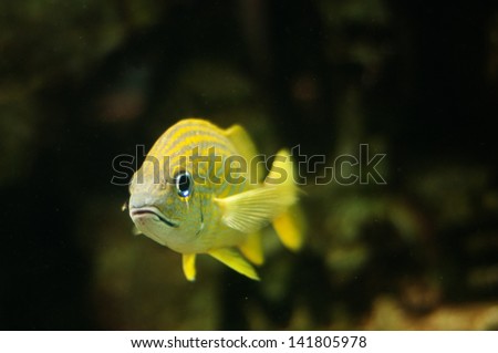Yellow fish in the water, Paradise Island, Bahamas