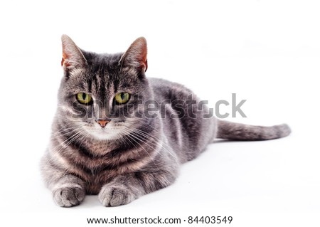 Grey Brown Cat