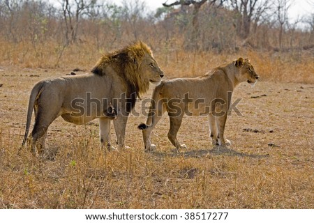 lioness and lion mating. stock photo : Lion and lioness