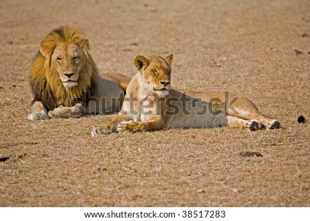 Lion and lioness resting together