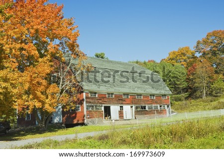 Old red barn and Maple tree in Fall Maine.
