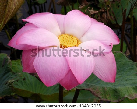 Water lily in Lotus Museum, Thailand