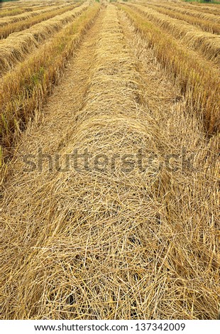 Straw for animal feed.
