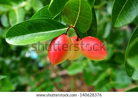 Super fruit, Scientific name Carissa carandas Linn.