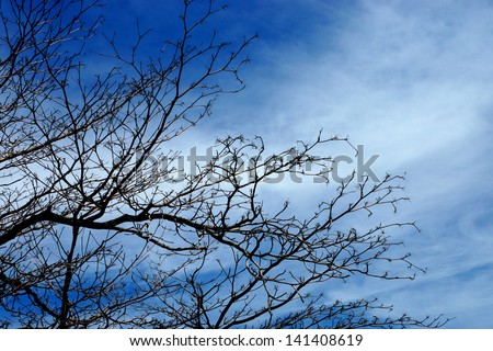 Silhouettes dead trees and Blue Sky background with clouds.