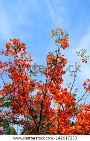 Spring Flower. The Flame Tree. (Delonix regia (Boj. ex Hook.))