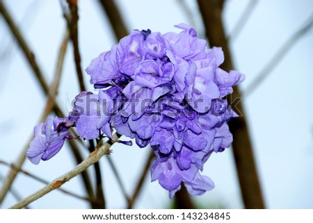 Purple flowers on the tree and blue sky background. Jacaranda filicifolia (Anderson) D.Don)