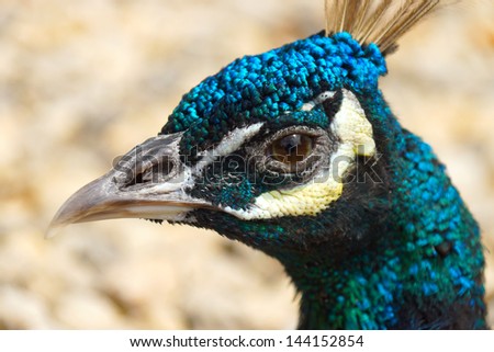 Female blue Peacock Head Detail