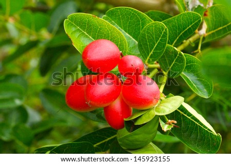 Super fruit  (Carissa carandas Linn.)