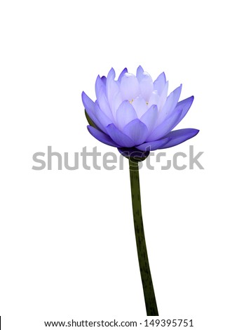 Blue water lily isolate on white background.