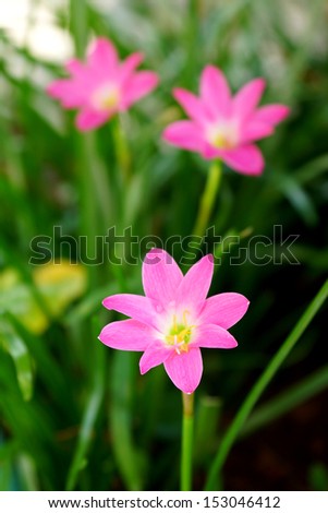 Beautiful rain lily flower. Zephyranthes Lily ,Fairy Lily, Little Witches. (Zephyranthas sp.)