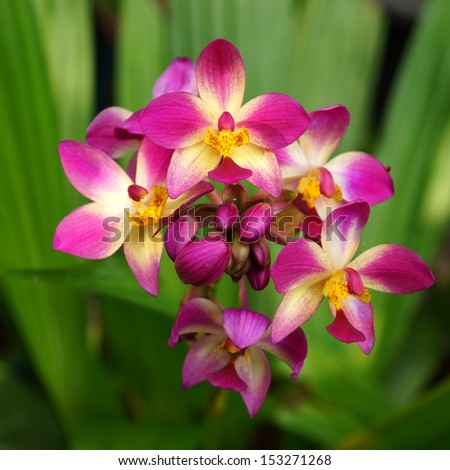 ground orchid flowers in the tropical rain forest