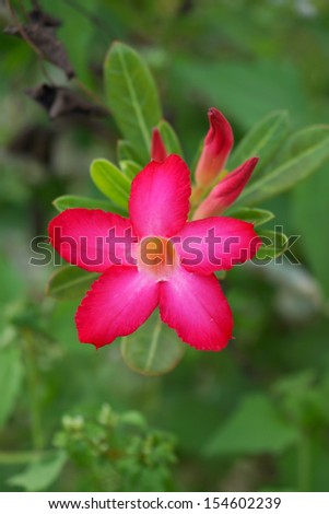 Desert Rose Flower on tree