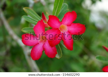 Desert Rose Flower on tree