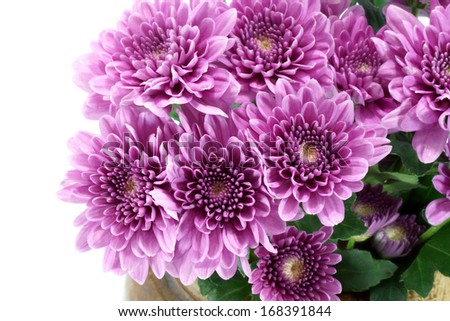 Violet chrysanthemum on white background