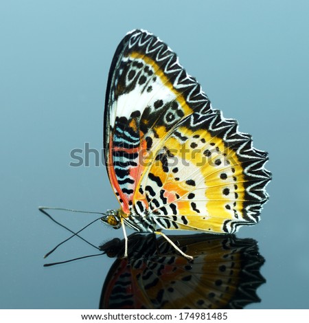 Colorful Leopard Lacewing butterfly on isolate background
