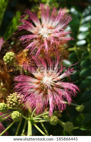 Flower of Rain Tree, East Indian Walnut, Monkey Pod. (Samanea saman (Jacg.) Merr.)