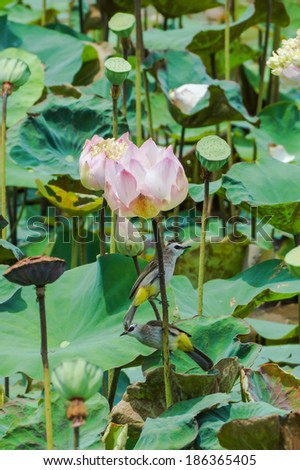 Blooming lotus flower and bird in the farm, Thailand.