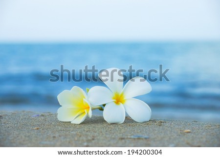 two plumeria flowers on the sand on the beach