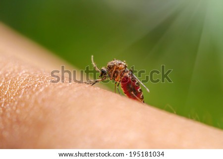 Close-up of a mosquito sucking blood in rainforests Close-up of a mosquito sucking blood in rainforests