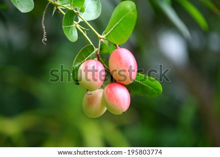 Fresh Super fruit (Carissa carandas Linn.) on tree.