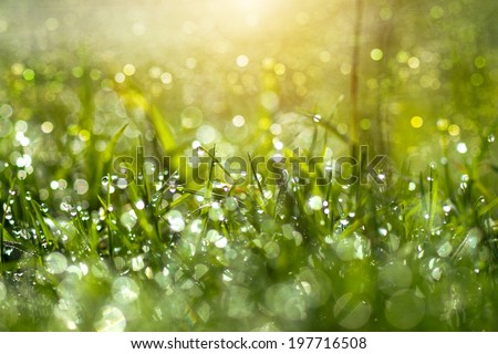 Fresh morning dew on spring grass, natural green light background